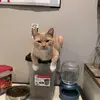Marc Hedlund - @jerrythegingercat - TikTok