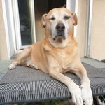 Marc Herbst - @little_rusty1 - Instagram