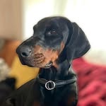 Marc Herold - @krankenversicherung.hund - Instagram