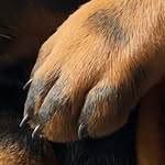 Marc Herold - @dobermanncoach - Instagram