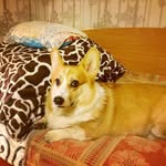 Marc Lake - @imicinheadpets271 - Instagram