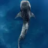 marcella🐋 - @marcellarueh - TikTok