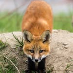 Marc Lepage - @ottawanaturephotography - Instagram