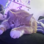 Marc LEVEQUE - @bidulebn - Instagram