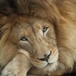 Marc Levi - @marclevi343 - Instagram
