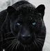 Marc Lozzi - Facebook