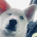 Marc Maher - @1234.juno23 - Instagram