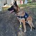 Marc Malinois - Facebook