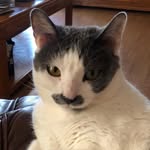 Marcel Le Chat - @marcels_manor - Instagram