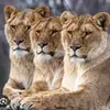 Marc Nicholson - @marc.nicholson2 - TikTok