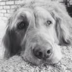 Oakley Marc - @oakleymarc_thegolden - Instagram