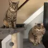 Marci - @marci_peltier - TikTok