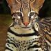 Marc Pfister - Facebook