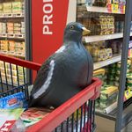 Marc Le Pigeon - @marclepigeon - Instagram