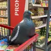 marclepigeon - @marclepigeon - TikTok