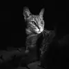 marco_pimentel5 - @marco_pimentel5 - TikTok
