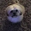 marc pollard - @marc.pollard - TikTok