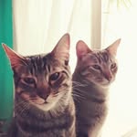 Marc and Pope - @marcandpope - Instagram