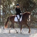 Marc Prats - @dressage.marc - Instagram