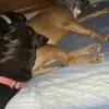 Marc Quesnel moose - @marc.quesnel.moos - TikTok