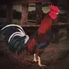 Marc - @marcoquevedo1 - TikTok