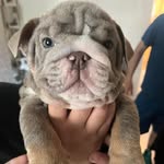 Marc Riggs - @superstudstorm - Instagram