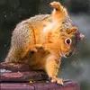 Marc Schaeffer431 - @jurassicmarc - TikTok