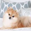 Marc Shean Garcia - @marc.shean.garcia - TikTok