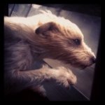 marc spicer - @marcspicer - Instagram