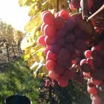 Marc Spitz - @spitz.marcus - Instagram