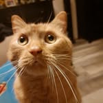 marc springefeld - @marcspringefeld - Instagram