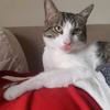 pupi mi gatito - @marc_traka - TikTok