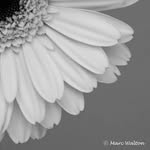 MWP - @marcwaltonphotographs - Instagram