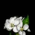 Marc Wiz - Facebook