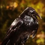 Marc Yates - @dracontologist - Instagram
