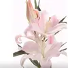 ashley.marcel46 - @ashley.marcel46 - TikTok