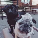 Marcelina e Bacon - @marcelina.bacon - Instagram