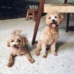 Marcel & Bailey Ng - @marcelandbaileyng - Instagram