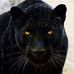 Marcel Benoit Diedhiou - Facebook