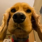Marcel - @marcel_boydog - Instagram