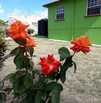 Marcelle A Bradshaw - Facebook