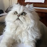 Petit Marcel - @marcel.chinchilla - Instagram