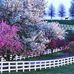 Marcella Crenshaw - Facebook