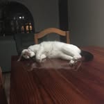 Marcel Duchamp🐱 - @duchampcat - Instagram