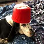 Marcel Duchamp Basset - @marcel_duchamp_basset - Instagram