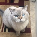 Marquis, Marcel, Duke, Elsa - @twocats_and_twodogs - Instagram