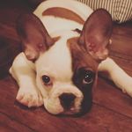 @the_duke_marcel - Instagram