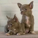Marcel Erickson - @chihuahuas_forrehome - Instagram