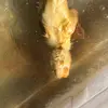 hamsterishot - @marcellaforcier - TikTok
