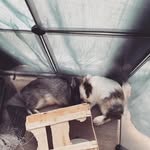 🥕𝗠𝗔𝗥𝗖𝗘𝗟⚣.   𝗙𝗥𝗔𝗡𝗖𝗜𝗦⚣.🥕 - @_lespetitspompons_ - Instagram